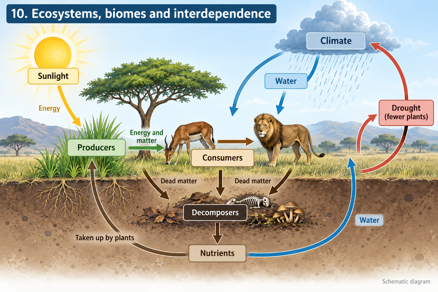 Ecosystem interactions linking climate, organisms and nutrient cycling